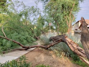 Broken Mesquite Tree Trunk due to Monsoon