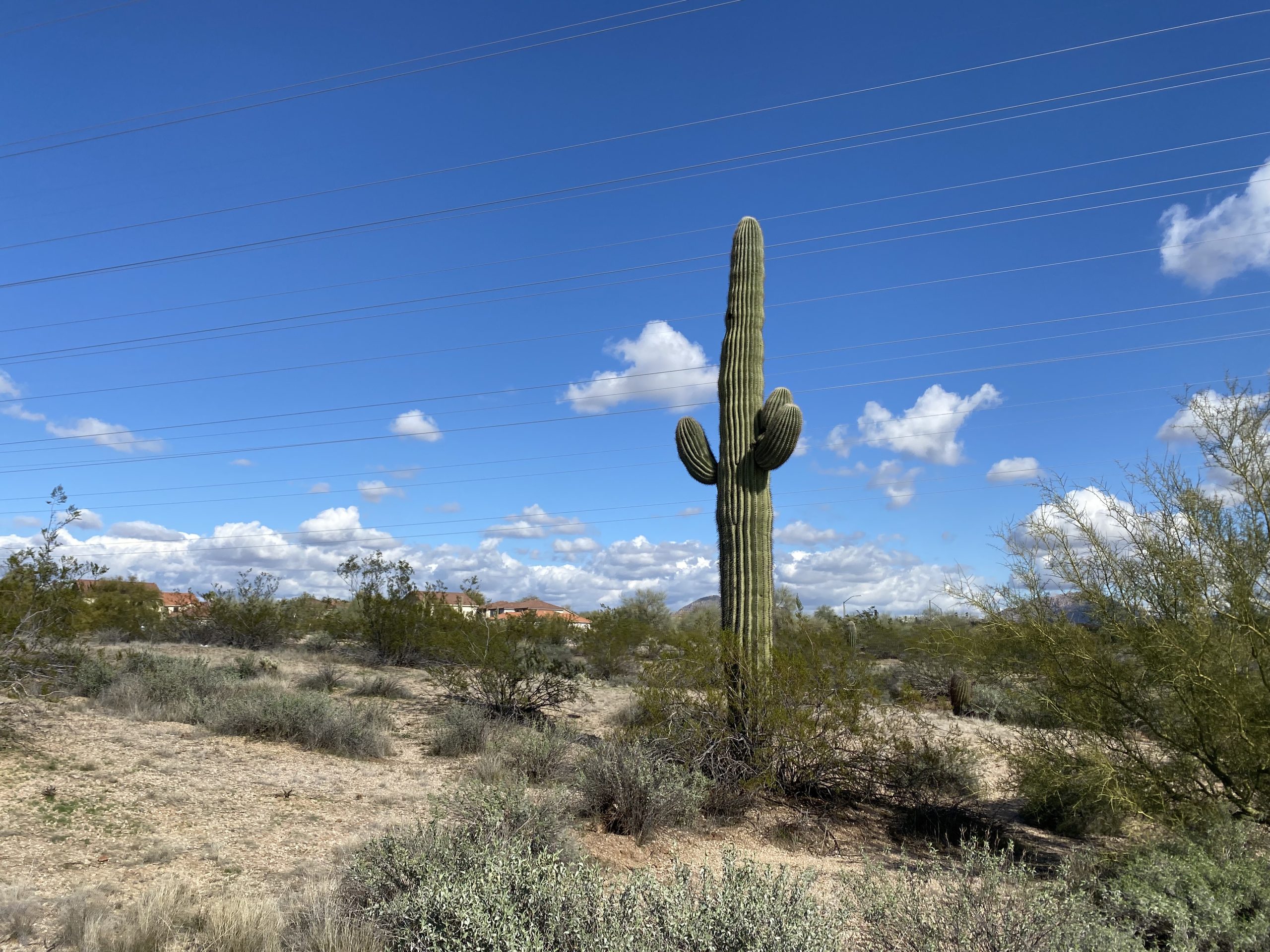75Foot Natinatreated Transmission Poles Arrive in North Scottsdale