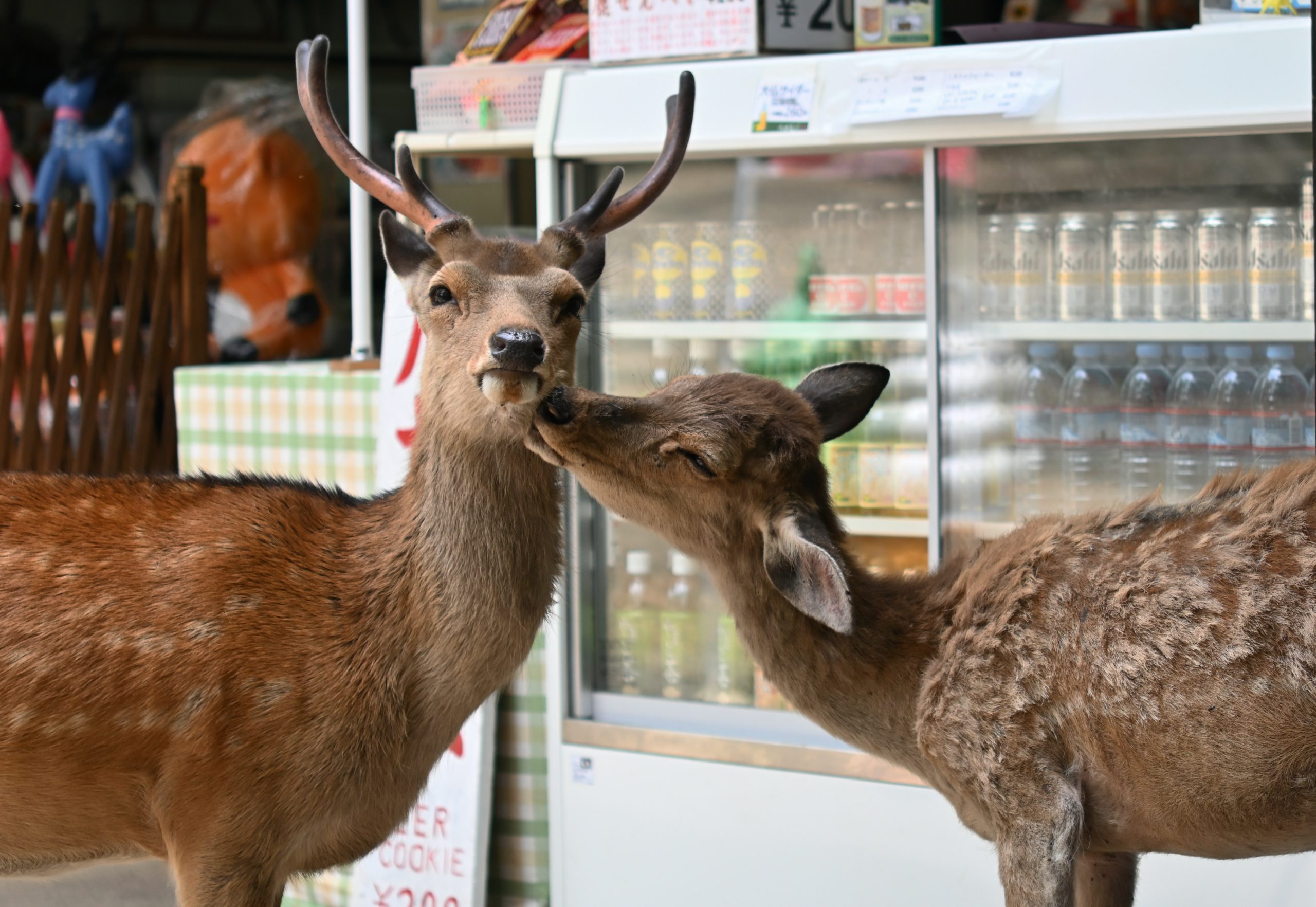 Two yezo sika deer