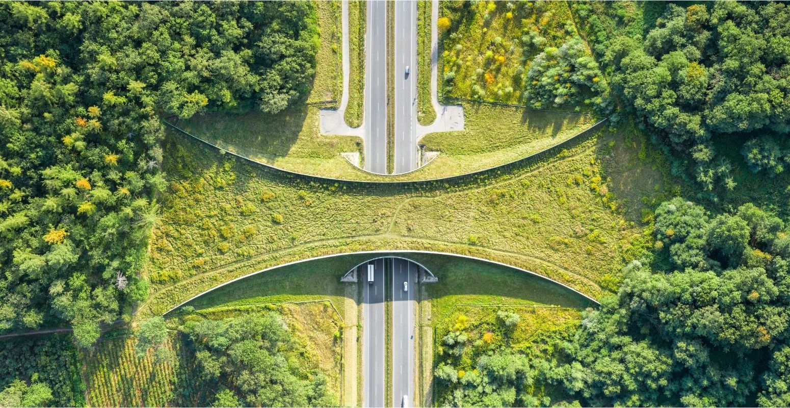 Aerial view of a vegetated wildlife crossing over a divided highway.