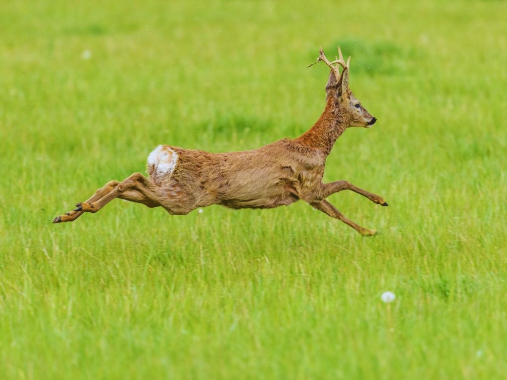 Roebuck running through a grassy field.