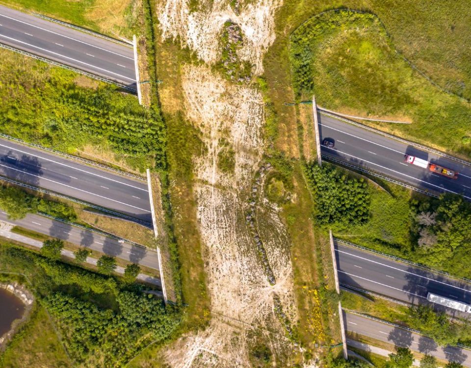 Aerial view of a vegetated wildlife crossing over a divided highway.
