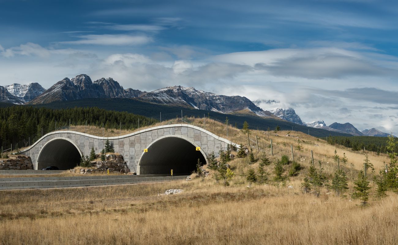 Wildlife crossing overpass spanning the Trans-Canada Highway in a forested landscape.